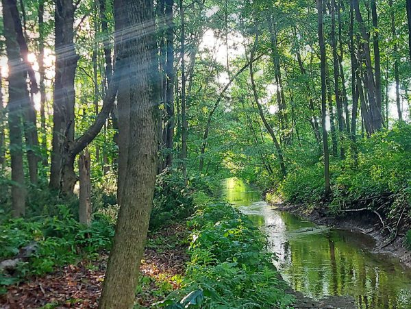 Creek running through a lush forest.